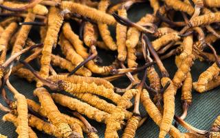 藏區(qū)特產(chǎn)冬蟲夏草是什么？西藏那曲蟲草網(wǎng)為你全面解密