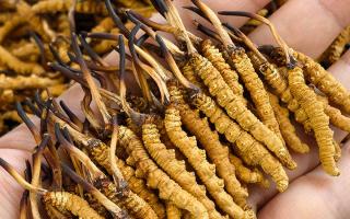 那曲冬蟲夏草市場在哪里？西藏那曲蟲草網(wǎng)帶你尋蹤源頭交易地