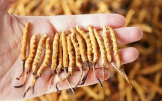 冬蟲夏草哪里賣比較正宗？那曲源頭品牌為你筑牢選購防線