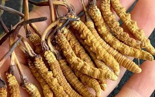 藏紅花和冬蟲夏草哪個貴？揭秘2026年最新價格真相