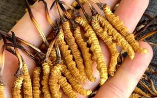 老鴨婆燉冬蟲夏草做法，溫潤滋補不油膩