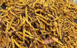 西藏那曲蟲(chóng)草網(wǎng)｜一克冬蟲(chóng)夏草煲多少水合適？行業(yè)權(quán)威指南來(lái)了