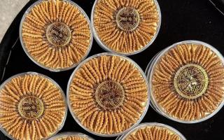 100塊錢一盒冬蟲夏草能買嗎？行業(yè)權(quán)威拆解+避坑指南