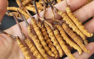 西藏那曲蟲草網(wǎng)詳解：哪些地方能長冬蟲夏草？核心產(chǎn)區(qū)全解析