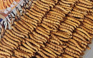 寶寶可以服用冬蟲(chóng)夏草嗎？權(quán)威指南，科學(xué)滋補(bǔ)不踩坑