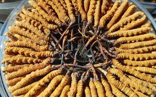 新鮮那曲冬蟲(chóng)夏草煮湯做法，鎖鮮留養(yǎng)，鮮燉出雪域本味