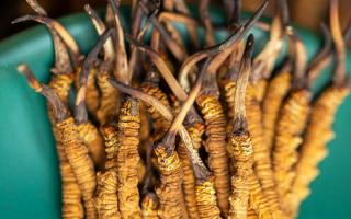 900根一斤的冬蟲夏草價(jià)格多少？西藏那曲蟲草網(wǎng)揭秘2026年最新行情及選購指南