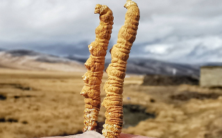 西寧冬蟲夏草市場在哪？那曲行業(yè)平臺詳解核心交易市場