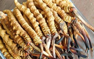 慧眼辨真?zhèn)?，藏珍不踩坑——西藏那曲蟲草行業(yè)網(wǎng)教你分辨冬蟲夏草真假