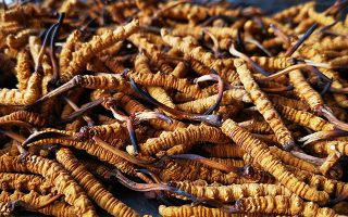 怎么知道冬蟲夏草過(guò)期了？那曲蟲草行業(yè)網(wǎng)站教你精準(zhǔn)判斷