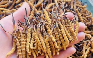 西藏那曲冬蟲(chóng)夏草行業(yè)網(wǎng)站：2026年3月行情走勢(shì)圖全景解析，洞察行業(yè)動(dòng)態(tài)-西藏那曲蟲(chóng)草網(wǎng)