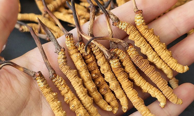 <a href=http://m.sdmkid.com/s/cczjjd target=_blank class=infotextkey>冬蟲夏草真假鑒定</a>