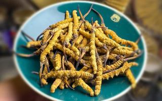 揭秘冬蟲(chóng)夏草采挖前后變化：那曲雪域珍品的采挖密碼-西藏那曲蟲(chóng)草網(wǎng)