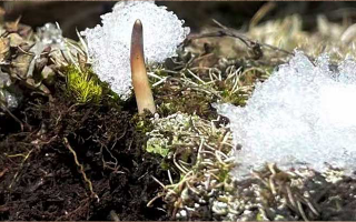 揭秘冬蟲夏草的形成：那曲雪域孕育的自然奇跡