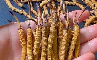 冬蟲(chóng)夏草正品怎樣辨別？那曲行業(yè)平臺(tái)教你精準(zhǔn)避坑-西藏那曲蟲(chóng)草網(wǎng)