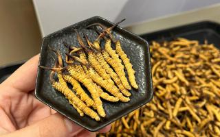 冬蟲(chóng)夏草燉多少時(shí)間合適？藏農(nóng)神草那曲源頭品牌，教你燉出滿(mǎn)滿(mǎn)營(yíng)養(yǎng)-西藏那曲蟲(chóng)草網(wǎng)