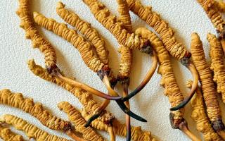 去西藏哪里買(mǎi)冬蟲(chóng)夏草？藏農(nóng)神草那曲源頭品牌，解鎖本地正宗選購(gòu)地-西藏那曲蟲(chóng)草網(wǎng)