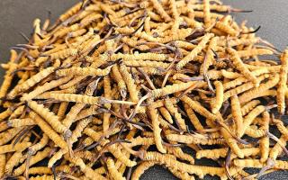 2026年西藏那曲優(yōu)質(zhì)冬蟲(chóng)夏草市場(chǎng)價(jià)詳解-西藏那曲蟲(chóng)草網(wǎng)